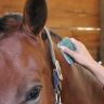 Voor een onderzoek ben ik op zoek naar een ruiter en paard, die samen in behandeling willen komen in februari. 